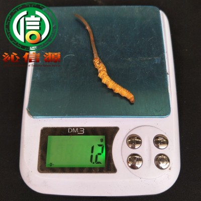 4月份产新新鲜虫草1.2~1.4克每根散装产地直供冬虫夏草沁信源图4