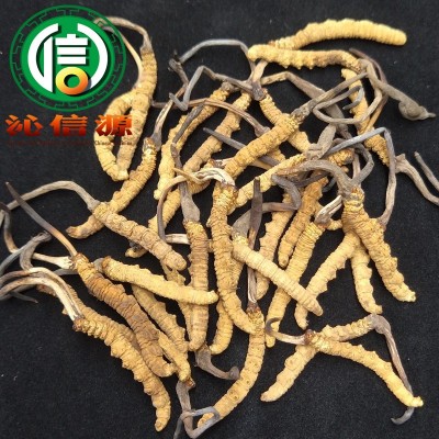 西藏那曲虫草1.8条/克散装产地直供冬虫夏草干虫草沁信源中药材图3