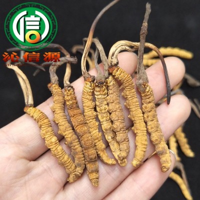 西藏那曲虫草1.8条/克散装产地直供冬虫夏草干虫草沁信源中药材图2