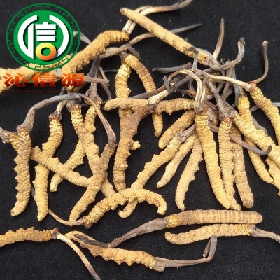 西藏那曲虫草3条/克散装产地直供冬虫夏草干虫草沁信源中药材批发图2