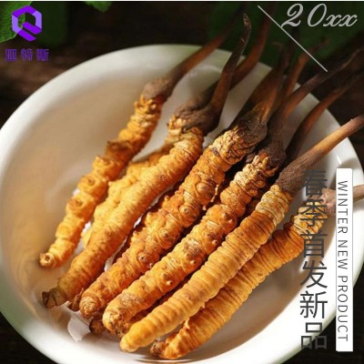 那曲虫草西藏冬虫夏草批发高海拔那曲虫草冬虫草礼盒或管装图2