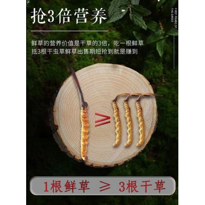 那曲虫草西藏冬虫夏草批发高海拔那曲虫草冬虫草礼盒或管装图3