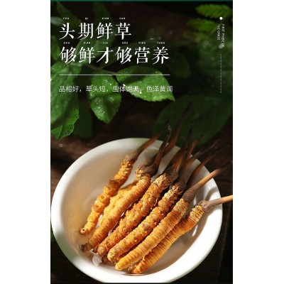 那曲虫草西藏冬虫夏草批发高海拔那曲虫草冬虫草礼盒或管装图4