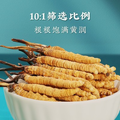 虫草西藏冬虫夏草批发高海拔那曲虫草冬虫草非种植耗材图4