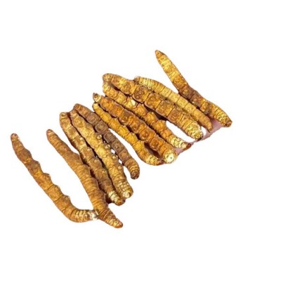 冻干冬虫夏草全肉冻干虫草散装虫草礼盒西藏那曲虫草批发支持代发图5