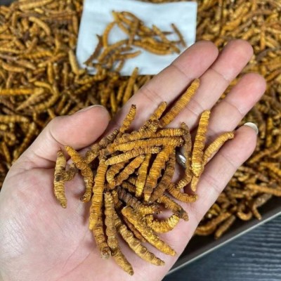 冻干冬虫夏草全肉冻干虫草散装虫草礼盒西藏那曲虫草批发支持代发图2