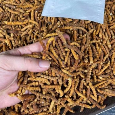 冻干冬虫夏草全肉冻干虫草散装虫草礼盒西藏那曲虫草批发支持代发图4