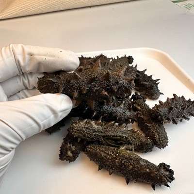 鑫玉隆 即食鲜海参产品批发 4-20头500g 开袋即食 厂家一手货源图2