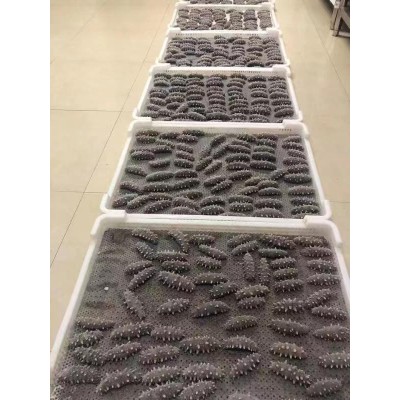 参临天下 辽参刺参即食鲜海参非淡干 代理鲜食 精品口感 拿货加工厂图2