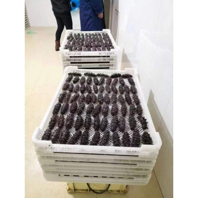 参临天下 半干野海参采购优质供应链 高泡发 非即食辽刺参图2