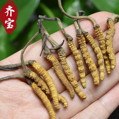 西藏那曲冬虫夏草 那曲虫草足干无断草 自食传统滋补品支持代发图5