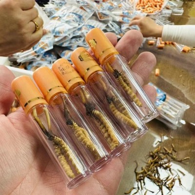 2023新鲜冬虫夏草产地直发 高海拔鲜草 冬虫夏草礼盒装鲜虫草批发图3