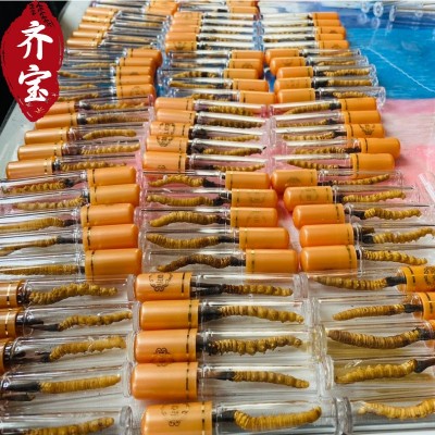 2023新鲜冬虫夏草 头茬鲜虫草 西藏那曲虫草批发产地直发联系客服图2