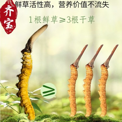 2023新鲜冬虫夏草 头茬鲜虫草 西藏那曲虫草批发产地直发联系客服图3