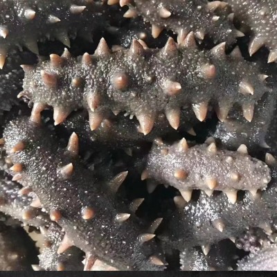 即食海参批发野生个大鲜活加工 产地直发 一件代发 一手货源图4