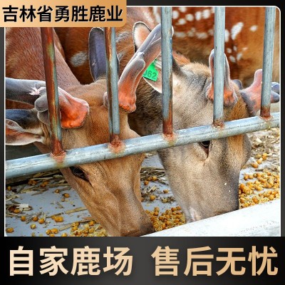 鹿鞭丸鹿鞭膏 批发瓶装250g双阳鹿乡硬九天男士滋补鹿鞭膏鹿鞭丸图3