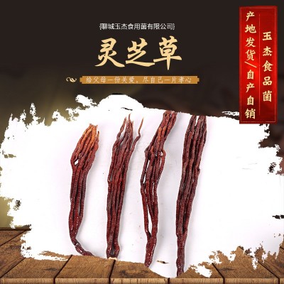 现货批发 灵芝草 泡酒料新货 草灵芝 原产地 鹿角灵图3