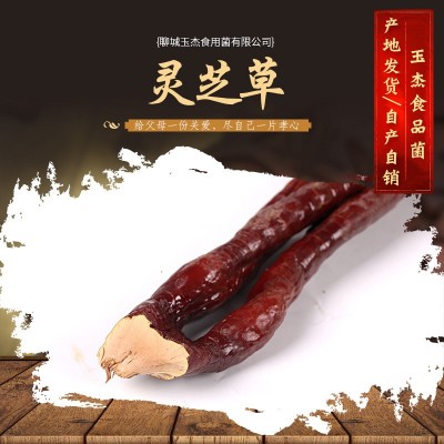 现货批发 灵芝草 泡酒料新货 草灵芝 原产地 鹿角灵图2