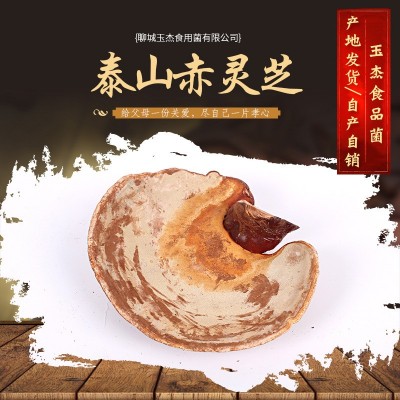 山东冠县灵芝产地大量供应 泰山赤灵芝 泰山赤灵芝图2
