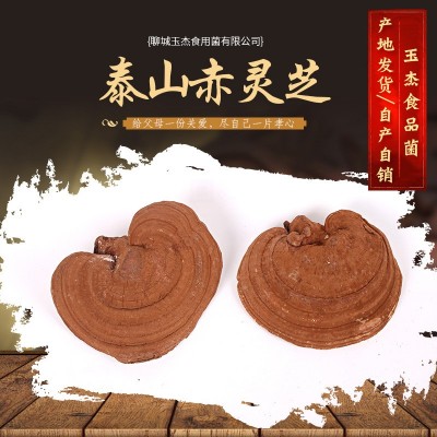 山东冠县灵芝产地大量供应 泰山赤灵芝 泰山赤灵芝图4