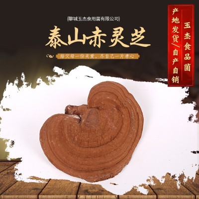 山东冠县灵芝产地大量供应 泰山赤灵芝 泰山赤灵芝图3