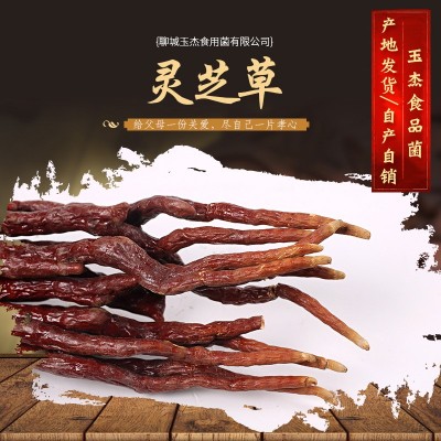 现货批发 灵芝草 草灵芝 鹿角灵芝原产地自产自销灵芝草图2