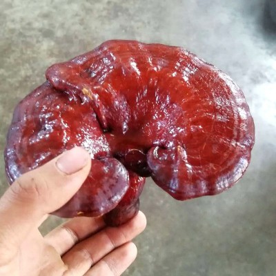 大量供应包邮黑灵芝 500克黑灵芝 整个灵芝灵芝切片红灵芝 现货批图3