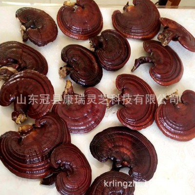 批发山东灵芝 赤灵芝 韩芝 冠县灵芝 紫灵芝 黑灵芝 药厂投料灵芝图3