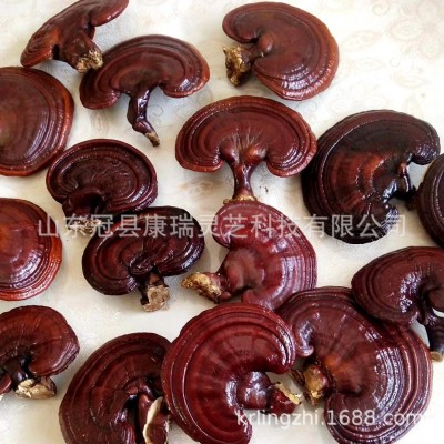 批发山东灵芝 赤灵芝 韩芝 冠县灵芝 紫灵芝 黑灵芝 药厂投料灵芝图2