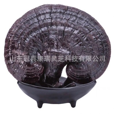 冠县灵芝厂家批发泰山赤灵芝 紫灵芝 黑灵芝 山东灵芝 康瑞黑灵芝图2