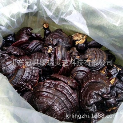 冠县灵芝厂家批发泰山赤灵芝 紫灵芝 黑灵芝 山东灵芝 康瑞黑灵芝图4