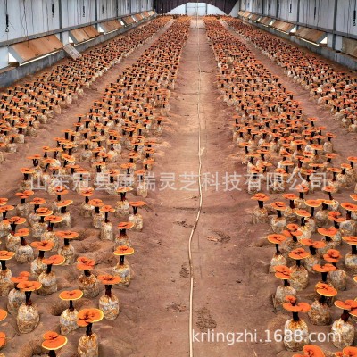 山东冠县康瑞灵芝产地批发鲜灵芝 金边灵芝 赤灵芝 酒店煲汤灵芝图2