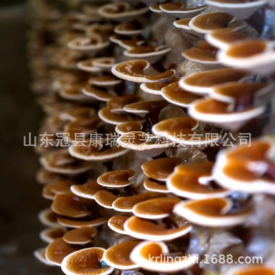山东冠县康瑞灵芝产地批发鲜灵芝 金边灵芝 赤灵芝 酒店煲汤灵芝图4