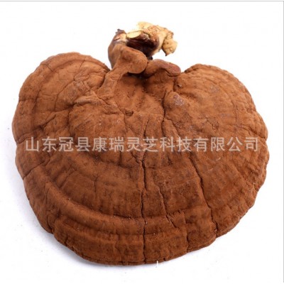 批发供应药材山东灵芝 冠县灵芝 赤芝 泰山赤灵芝 山东黑芝 紫芝图4
