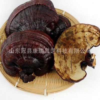山东灵芝基地供应 灵芝统货 紫灵芝 冠县灵芝 品相好 赤芝 紫芝图2