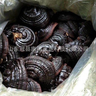 山东灵芝基地供应 灵芝统货 紫灵芝 冠县灵芝 品相好 赤芝 紫芝图3