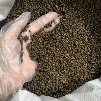 进口决明子大量代发批发舜王中药材现货源头产地散装进口决明子图4