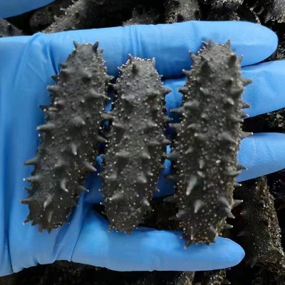 大连海参干货散装纯淡干批发散装工厂厂家50g一件代发非即食海参图2