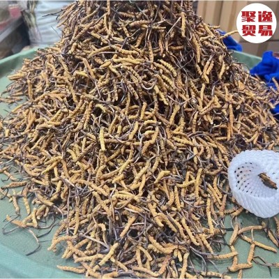 西藏产地那曲虫草冬虫夏草批发非冻干非人工无断草足干草虫草批发图3