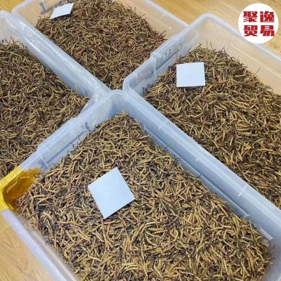 西藏产地那曲虫草冬虫夏草批发非冻干非人工无断草足干草虫草批发图2