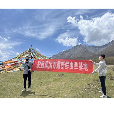西藏产地那曲冬虫夏草纯肉节无断草传统滋补品全规格冻干草批发图2