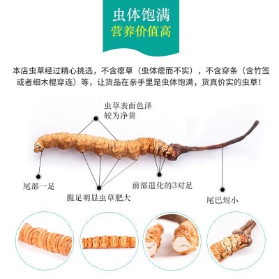 西藏产地那曲冬虫夏草纯肉节无断草传统滋补品全规格冻干草批发图3