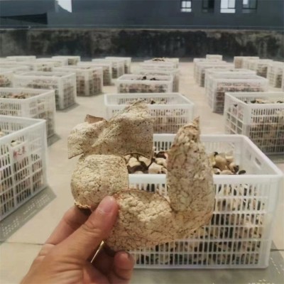 新会陈皮干 江门正宗特产老陈皮保健货源 养生药食同源滋补品批发图2