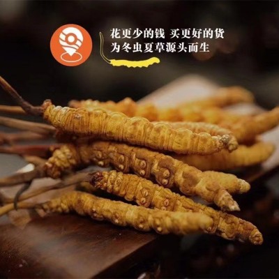 冬虫夏草 虫草整草 冻干虫草 断草断虫草大量批发一手足干新货图2