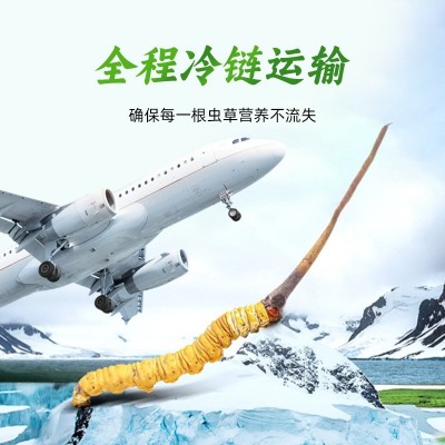 2023新鲜冬虫夏草虫草正品新鲜虫草大量批发冷链运输鲜草批发图5