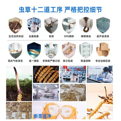 冬虫夏草 西藏那曲 冻干虫草 大量批发一手足干新货 礼盒装图4