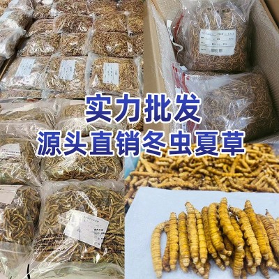 冬虫夏草 西藏那曲 冻干虫草 大量批发一手足干新货 礼盒装图5