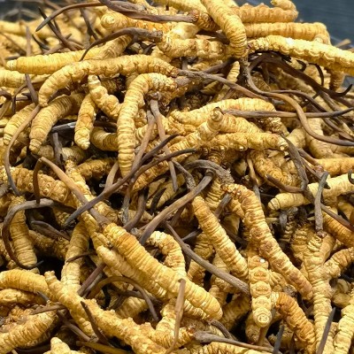 东阳光人工养殖一级正品足干虫体饱满整草老人传统滋补冻干冬虫草图2