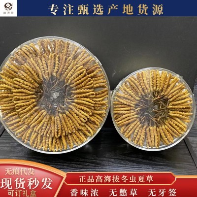 西藏比如高海拔正品人工一级冻干整草断草肉节尾巴传统滋补冬虫草图3