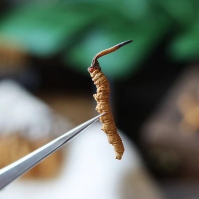 西藏比如高海拔正品人工一级冻干整草断草肉节尾巴传统滋补冬虫草图4